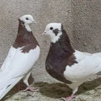 طوقی سه بردار بلندپرواز و بازیکن