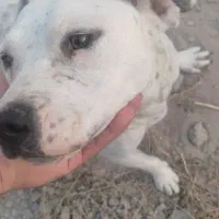 واگذاری پیتبول|سگ|بناب, |دیوار