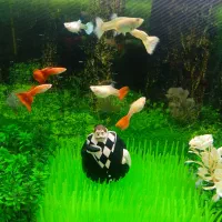 ماهی گوپی خوش رنگ آماده زایمان|ماهی|قم, چهل اختران|دیوار