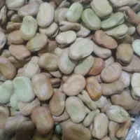 بذر باقلا امساله قیمت عالی