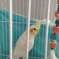 عروس هلندی