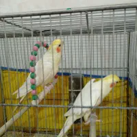 عروس هلندی|پرنده|قم, سرحوض|دیوار