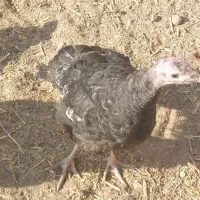 اردک اسرائیلی، بوقلمون|حیوانات مزرعه|سمنان, |دیوار