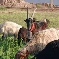 نر چپش|حیوانات مزرعه|گرمسار, |دیوار