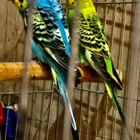 مرغ عشق خاص|پرنده|تهران, پاسداران|دیوار