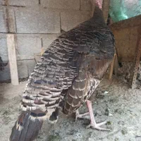 بوقلمون نر با ماده