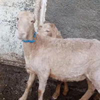 میش وبره مغان