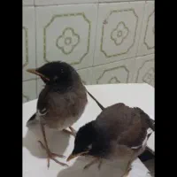 جوجه مینا دستی،شیطون،دوماهه