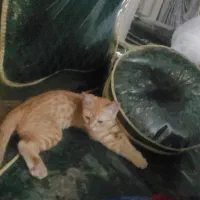 گربه ملوس خونگی