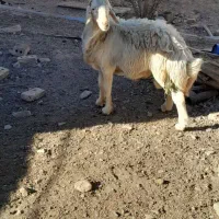 گوسفند بره نر بروجردی|حیوانات مزرعه|رشتخوار, |دیوار