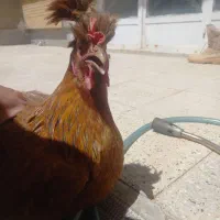 مرغ محلی فروشی