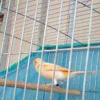 قناری نر ( دستک )|پرنده|کیاشهر, |دیوار