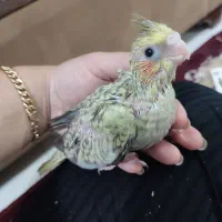 فروش جوجه سرلاکی ،جفت عروس هلندی،جفت مولد|پرنده|تولم شهر, |دیوار