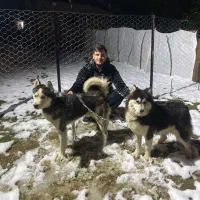 هاسکی نر سیبری ماده مالا موت|سگ|رشت, حومه رشت|دیوار