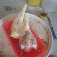 عروس هلندی وکوتوله اماده دستی کردن