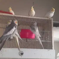 5 جفت. عروس هلندی سالم و سرحال