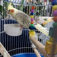 عروس هلندی خوشگل بازی گوش رام رام