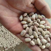 لوبیا چیتی|خوردنی و آشامیدنی|بهار, |دیوار