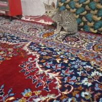بچه گربه خانگی
