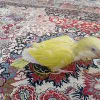 جوجه راهب خردلی چشم شرابی.حلقه پا