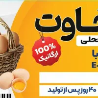 فروش تخم مرغ محلی ارگانیک و تخم بلدرچین|خوردنی و آشامیدنی|سقز, |دیوار