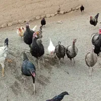 حیوانات|حیوانات مزرعه|قره ضیاالدین, |دیوار