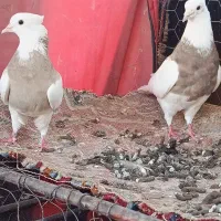 کبوتر