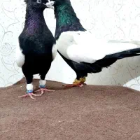 نرو ماده سینه سیاه شش دونگ