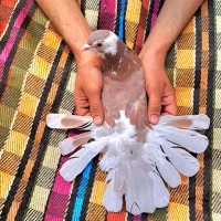 دمگیر خرقه نر پیازی|پرنده|اصفهان, جلفا|دیوار