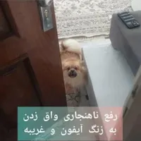مشاوره تربیت و آموزش ، مربی و تعلیم دهنده تخصصی سگ|خدمات آموزشی|تهران, فدک|دیوار