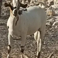 کهره و بره سومال لنگه