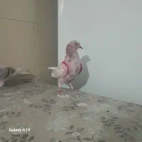 کفتر.پرشی.غرببگیری|پرنده|باقرشهر, |دیوار