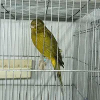 قناری رسمی سوپر  نر سبز
