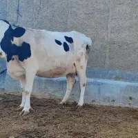 با سلام فروش یک راس گاو هلشتاین جنس خوب|حیوانات مزرعه|کامفیروز, |دیوار