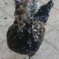 4عددمرغ گلین