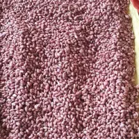 بادام درجه یک آستانه اشرفیه ممتاز محصول شهریور 404|خوردنی و آشامیدنی|تهران, الهیه|دیوار