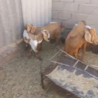 بز جوان دورگ سانن و ابستن