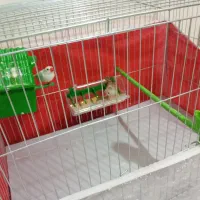 یک جفت فنچ نر و ماده به همراه قفس