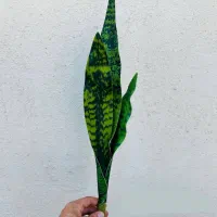 سانسوریا ۵۰ و ۶۰ سانت