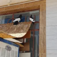 انواع کبوتر|پرنده|فردوس (خراسان), |دیوار