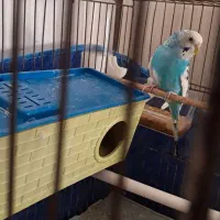 مرغ عشق|پرنده|اردبیل, |دیوار