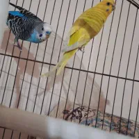 یک جفت مرغ عشق مولد و یک عدد عروس هلندی نر|پرنده|بندر ماهشهر, |دیوار