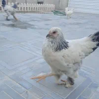 فروش مرغ وخروس برهما سه ماهه
