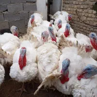 بوقلمون