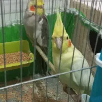 یه جفت عروس هلندی بالغ