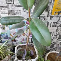 گل آپارتمانی|گل و گیاه طبیعی|شهرکرد, |دیوار