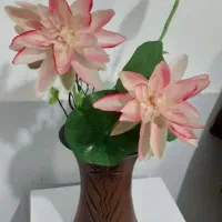 گل نیلوفری همون چیزی که دنبالش بودی