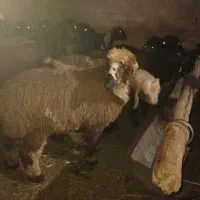 بره نر و ماده