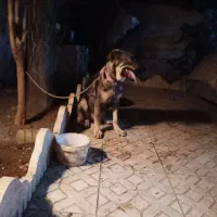 توله پژدر