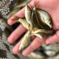 انواع ماهی های کپور برای پرورش